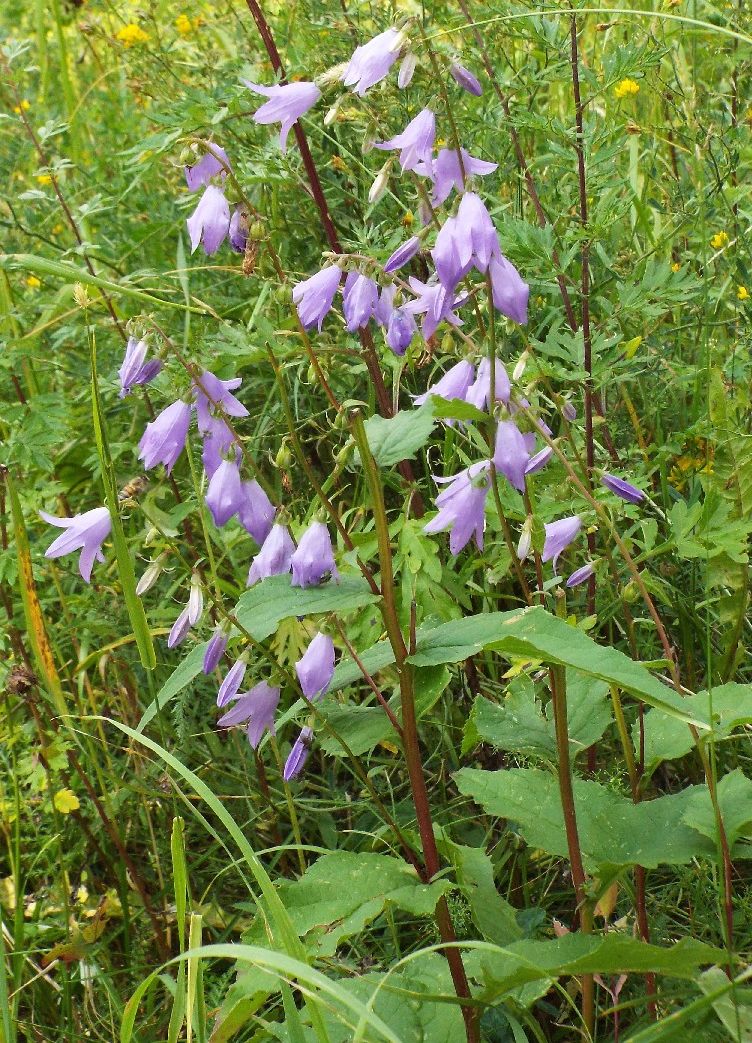 Campanula rapunculoides / Campanula serpeggiante